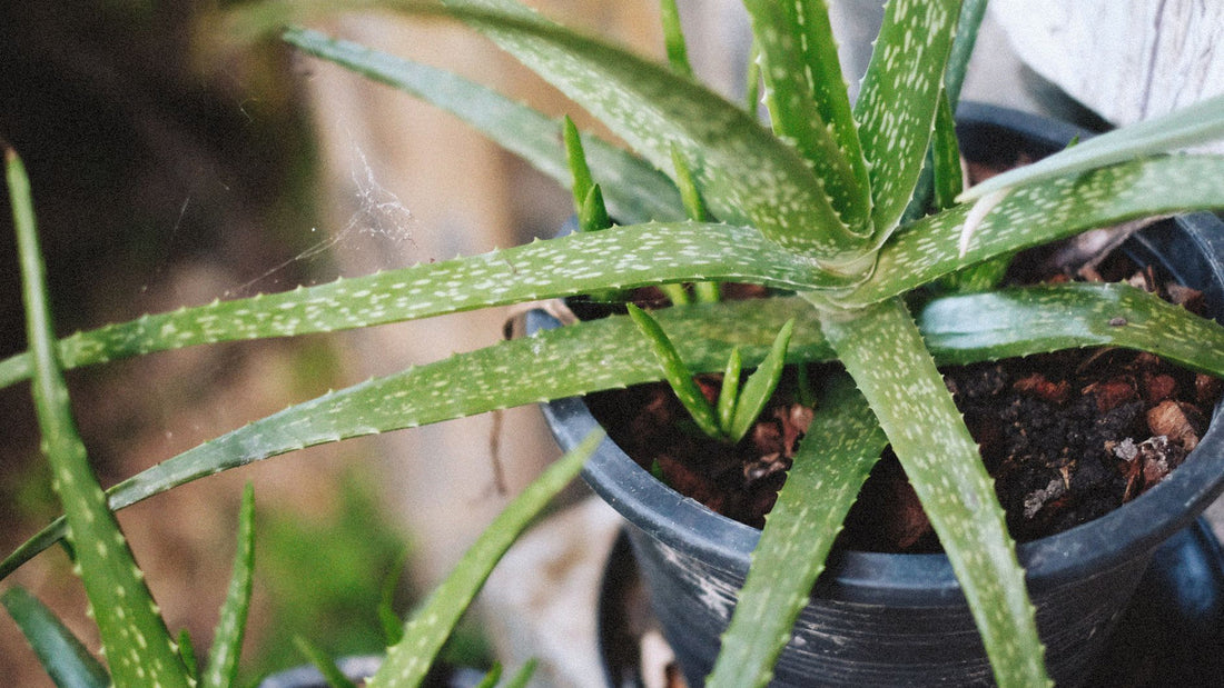 Fresh aloe vera leaves with cut inner gel on a wooden surface