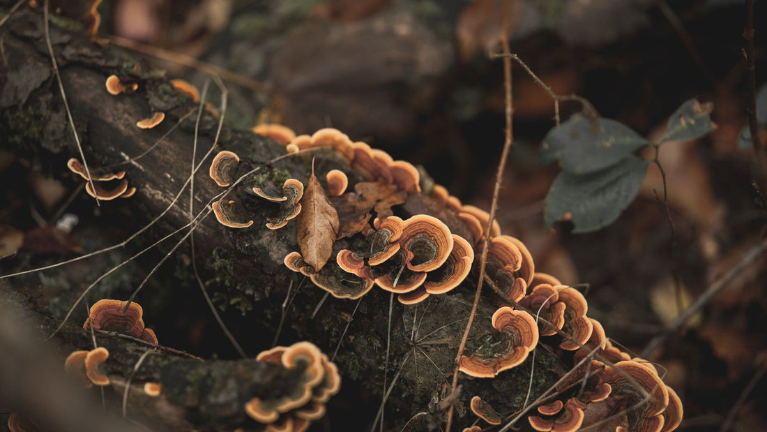 Fan-shaped bracket mushrooms growing on a fallen log in a forest