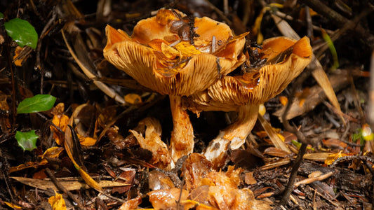 Wild fungi growing on a mossy forest floor in soft daylight