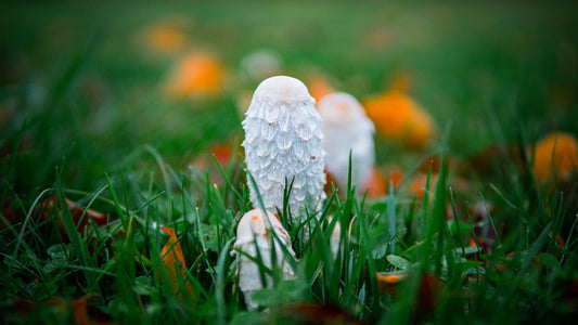 Fresh functional mushrooms arranged on a wooden board