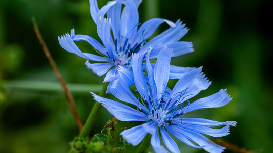 Blue chicory flowers growing in an open field